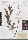 Foto von Salix daphnoides Vill.
